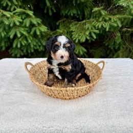 Vito - Tri-color male Bernedoodle puppy in Bremen, Indiana from Farmland Doodles