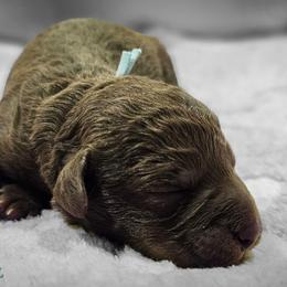 Light Blue Girl - Liver female Bedlington Terrier puppy in Rincon, Georgia from Prismic Bedlington Terriers