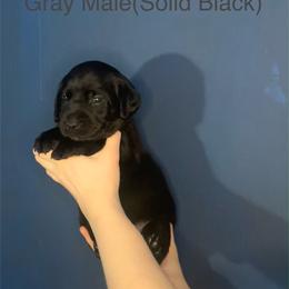 Labrador Retriever Puppies from Shadows Lovely Kennel