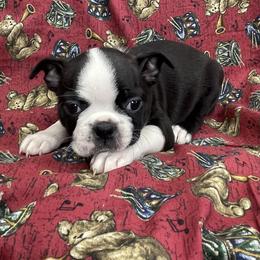 Bonnie - Black brindle and white female Boston Terrier puppy in Fillmore, Illinois from Wind Hill Puppies