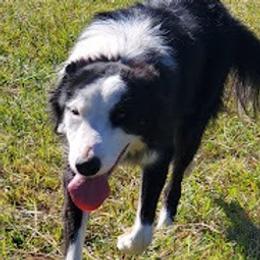 Sadie - Border Collie