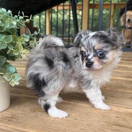 Lincoln - Merle male Chihuahua puppy in Abingdon, Virginia from Cripple Creek Farms