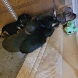 Dachshund Puppies from CLARK'S BREEDING PROGRAM