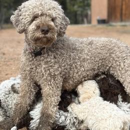 Cavapoos and Lagotti Romagnoli from Raven Meadow Ranch