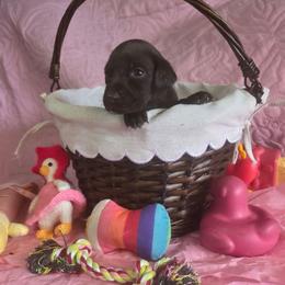 Lily Girl 9 Solid liver - Liver female German Shorthaired Pointer puppy in Banning, California from ⭐🦆 So Cal on Point GSP'S🇺🇲🇩🇪 lg