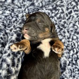 Goldendoodle and Poodle Puppies from SnickerDoodlePups