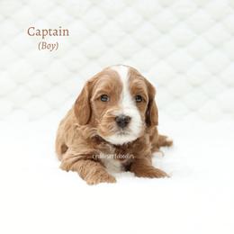 Captain - Apricot male Australian Labradoodle puppy in Hurricane, Utah from Red Desert Doodles