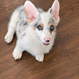 Boy 2 - Blue merle and white male American Corgi puppy in Hico, Texas from Chisholm Trail Kennels