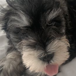 French Bulldogs and Miniature Schnauzers from TiKi's Kennel's