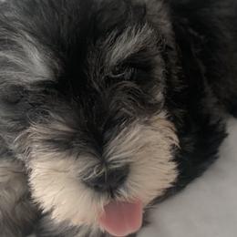 French Bulldogs and Miniature Schnauzers from TiKi's Kennel's