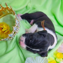 Prince Harry - Mantle male Great Dane puppy in Brookings, South Dakota from Debonair Danes