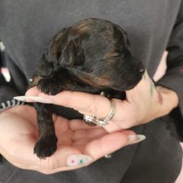 Puppy 3 - Phantom male Poodle puppy in Saint Cloud, Florida from Rising Star Kennels