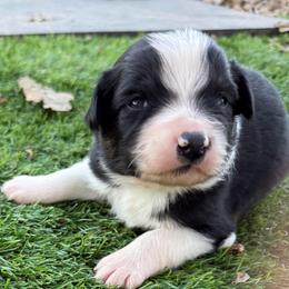 Cisco - Black tri-color male Australian Shepherd puppy in Mount Vernon, Texas from RJ's Aussie Posse