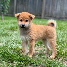 Kobe - Red male Shiba Inu puppy in Houston, Texas from Sakura Blossom Shibas