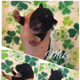 Mike - Agouti and white male Siberian Husky puppy in London, Ohio from Rose Trail Siberian’s