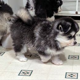 Isabell - Gray and white female Pomsky puppy in Waxhaw, North Carolina from Waxhaw Pomskys