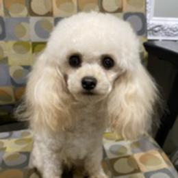 Assorted Doodle Crosses, Bernedoodles, Cavalier King Charles Spaniels, Cavapoos, Chihuahuas, and Poodles from Designer K9's