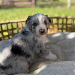 BMF1 - pink collar - Blue merle female Miniature Australian Shepherd puppy in Stuart, Virginia from Apple Tree Mini Aussies
