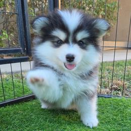Oreo - Black and white female Pomsky puppy in La/Oc, California from SoCal Pomskies LLC