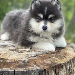 Pomsky Puppies from Ritzy Puppies