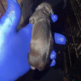 Dachshund Puppies from Witchy Woman’s Wiener’s