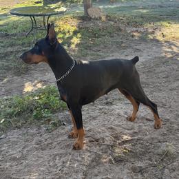 Doberman Pinschers from Solomon Creek K9