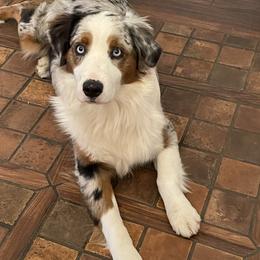 Bella - Australian Shepherd