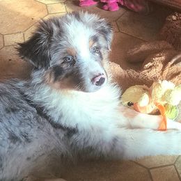 RHETT - Blue merle male Australian Shepherd puppy in Elk Creek, Missouri from Hearts on Fire Australian Shepherds