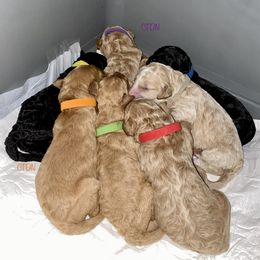 Goldendoodle Puppies from Central Texas Doodle Nest Kennel