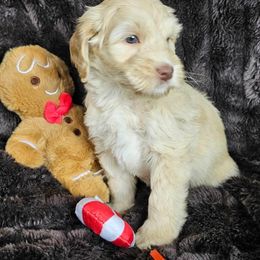 Sunny - SM0548 - Caramel cream male Australian Labradoodle puppy in Easley, South Carolina from Royal Diamond Labradoodles