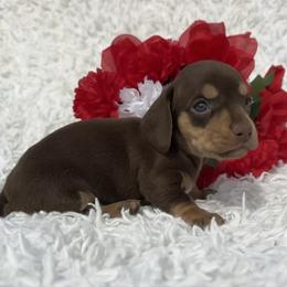 DJ - Chocolate and tan male Dachshund puppy in Colbert, Oklahoma from Brooke Crenshaw