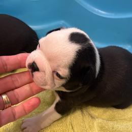 S. Female - Black and white female Boston Terrier puppy in Mc Donough, Georgia from Ballard Boston Terriers