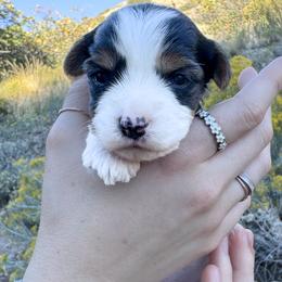 Willy - Black tan and white male Biewer Terrier puppy in Mapleton, Utah from Biewer Bliss Kennel