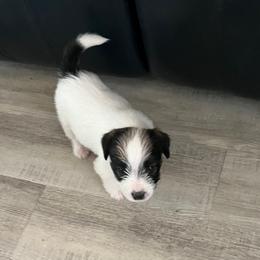 Russell Terrier Puppies from Hawk’s Nest Kennels