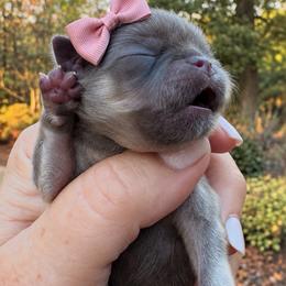 Gemma - Blue female Shih Tzu puppy in Dallas, Texas from Heart and Soul Shih Tzu