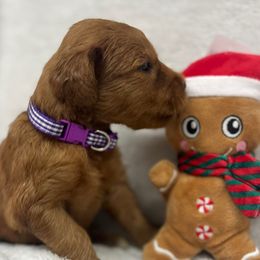 Girl 3 - Red  female Goldendoodle puppy in Etowah, North Carolina from Lance Doodle Farm