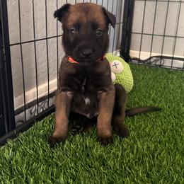 Han (Orange) - Mahogany male Belgian Malinois puppy in Buckeue, Arizona from Légende Vivante Du Chief Kennel