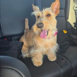 Freya - Scottish Terrier