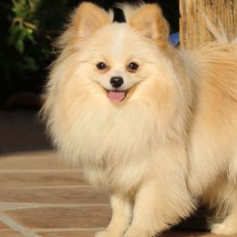 Pomeranian All Grown Up from Real Puppies of Beverly Hills