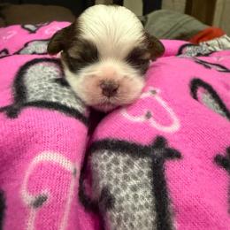 Girl 2 - Black gold and white female Shih Tzu puppy in Spartanburg, South Carolina from Vicky‘s precious paw’s