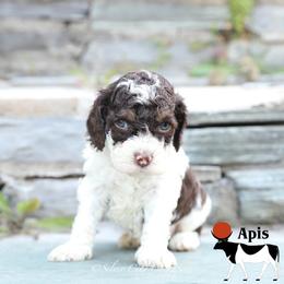 Apis - Brown white and tan male Cockapoo puppy in Canastota, New York from Silver City Cockapoos