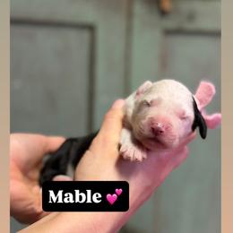 Mable - Gray and white female Old English Sheepdog puppy in Bristol, Indiana from Ridgeruns OES