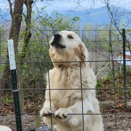 Koda - Golden Retriever