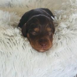 Chocolate Cream Boy 3 - Chocolate and cream male Dachshund puppy in Madison, Indiana from Jensen Dobermans and Dachshunds