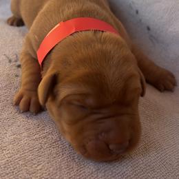Teddy - Yellow male Labrador Retriever puppy in Alcester, South Dakota from R-Team