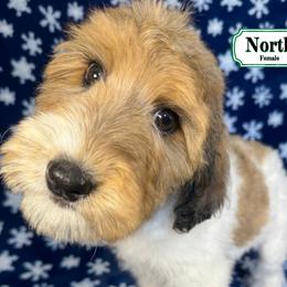 North - In Training - Sable female Bernedoodle puppy in Milan, Indiana from Doodles & Spice