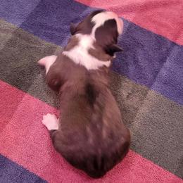 Daniel - Brown and white male Saint Bernard puppy in Lowpoint, Illinois from Minnie's Majestic Saints