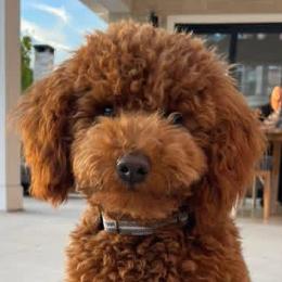 Goldendoodles from Lucky Heart TeddyBear Goldendoodles