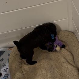 Blue-INDIGO - Black female Poodle puppy in Hamilton Square, New Jersey from Sweet Standards