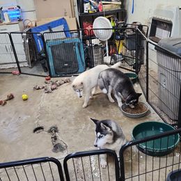 Siberian Husky Puppies from Spirit of the Moon Siberians